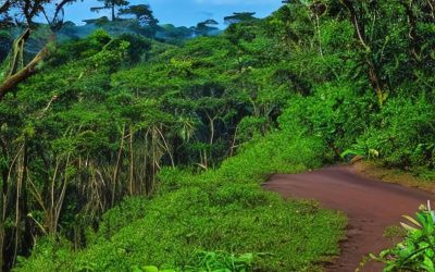 New Species Discovered in 2014 at Lopé National Park, Gabon